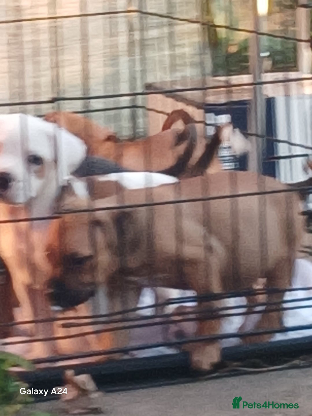 Mixed Breed dogs for sale: Adorable puppies for sale  - Image 7