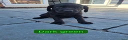 Labrador Retriever dogs for sale: KC BLACK LABRADOR PUPPIES - Advert 22