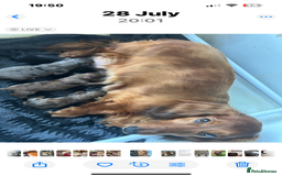 Dachshund dogs for sale: KC REG LONG HAIRED DAPPLED STANDARD  - Image 3