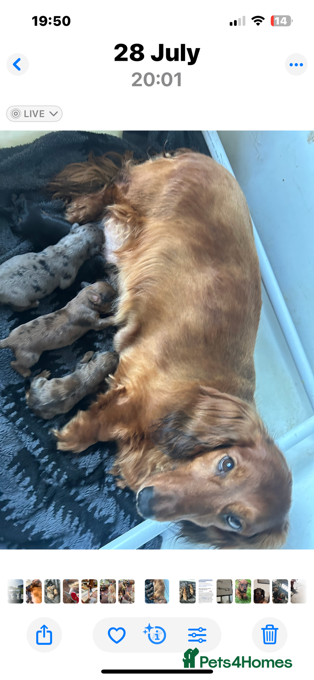 Dachshund dogs for sale: KC REG LONG HAIRED DAPPLED STANDARD  - Image 3