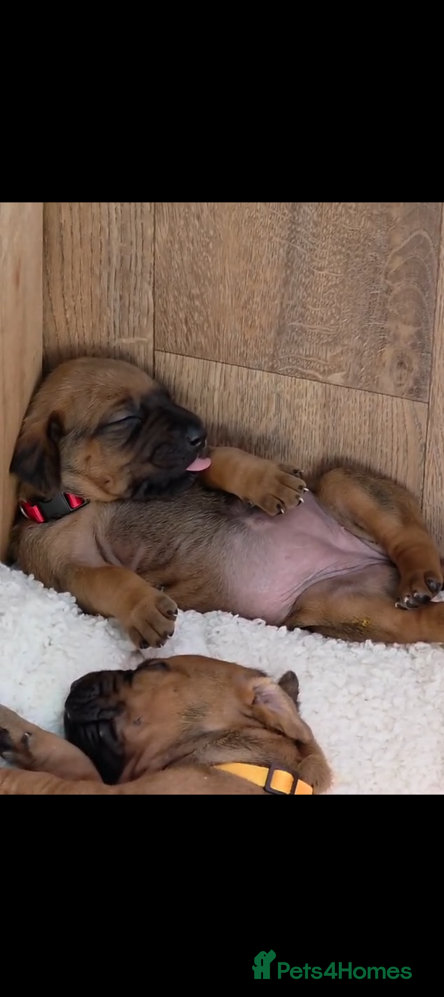 Rhodesian Ridgeback dogs Viewing 16th/17th May x3 Females - Advert 1