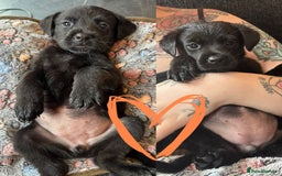 Mixed Breed dogs for sale: Last little girl! Reduced! - Image 18