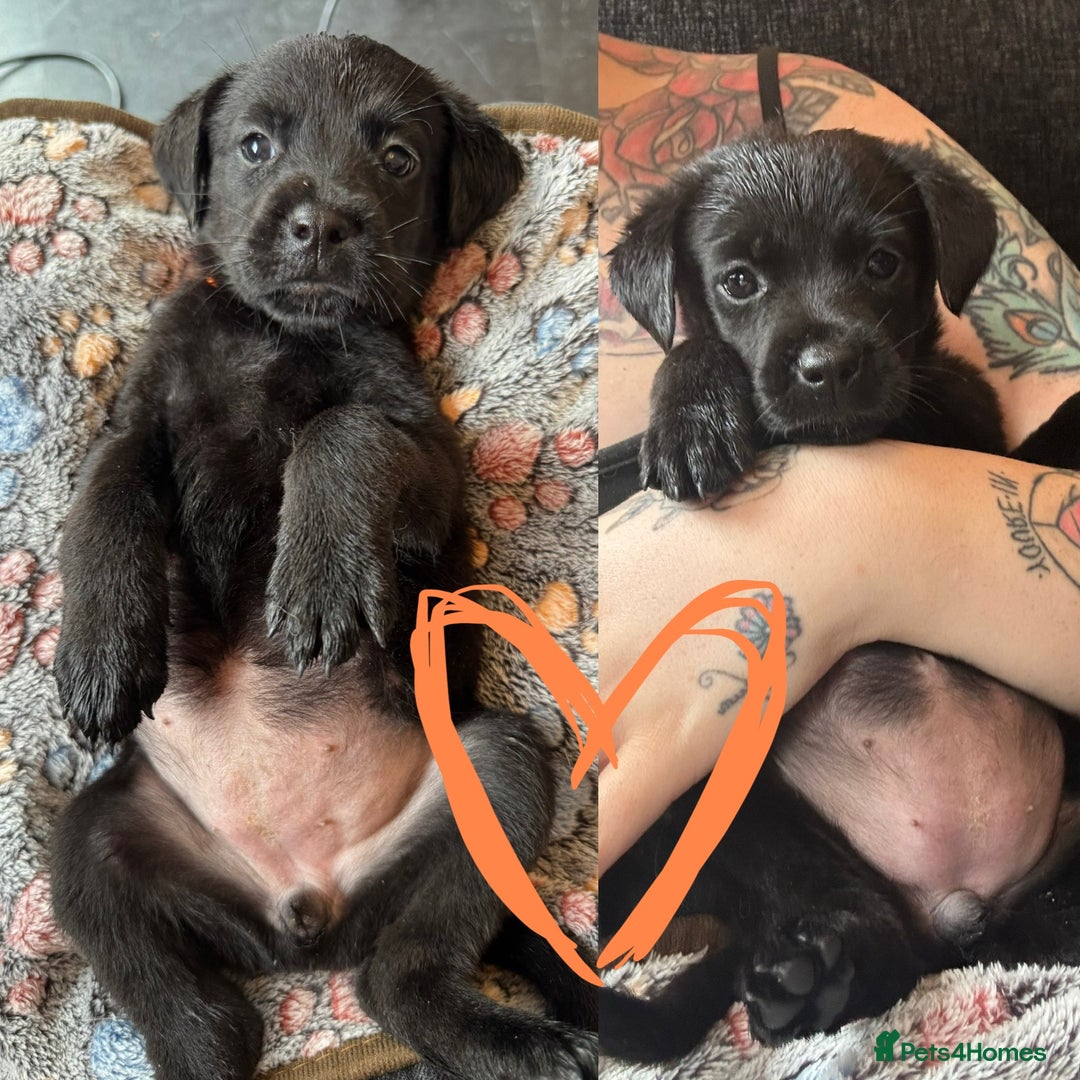 Mixed Breed dogs for sale: Last little girl! Reduced! - Image 18