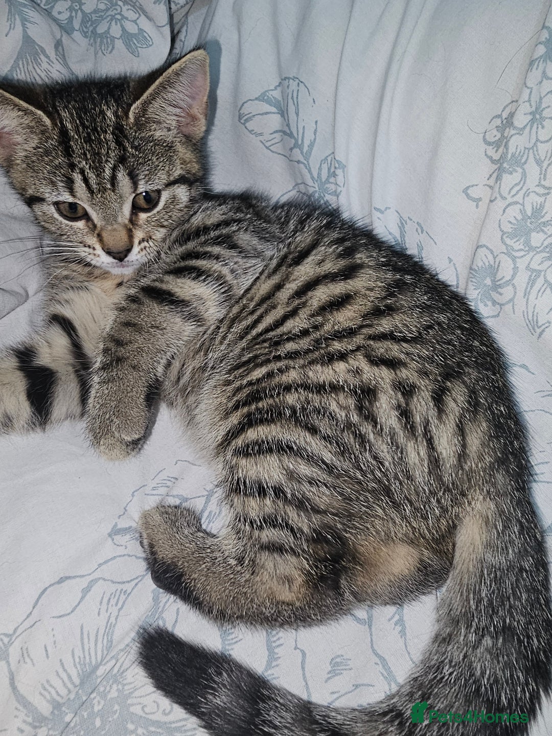 Bengal Cat Silver Tabby Cat With Blue Eyes Tabby Cat Male Bengal