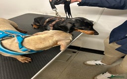 Miniature Dachshund dogs for stud: ⭐️ TRIGGER⭐️ smooth hair Isabella & Tan STUD in Mexborough - Image 26