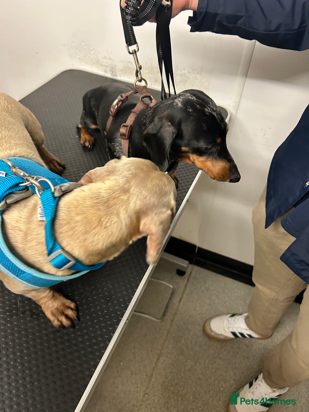 Miniature Dachshund dogs for stud: ⭐️ TRIGGER⭐️ smooth hair Isabella & Tan STUD in Mexborough - Image 26