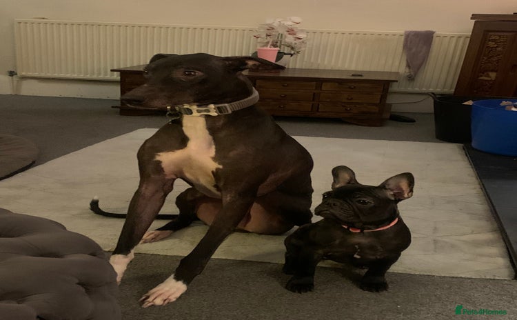 Mixed Breed dogs - Advert 1