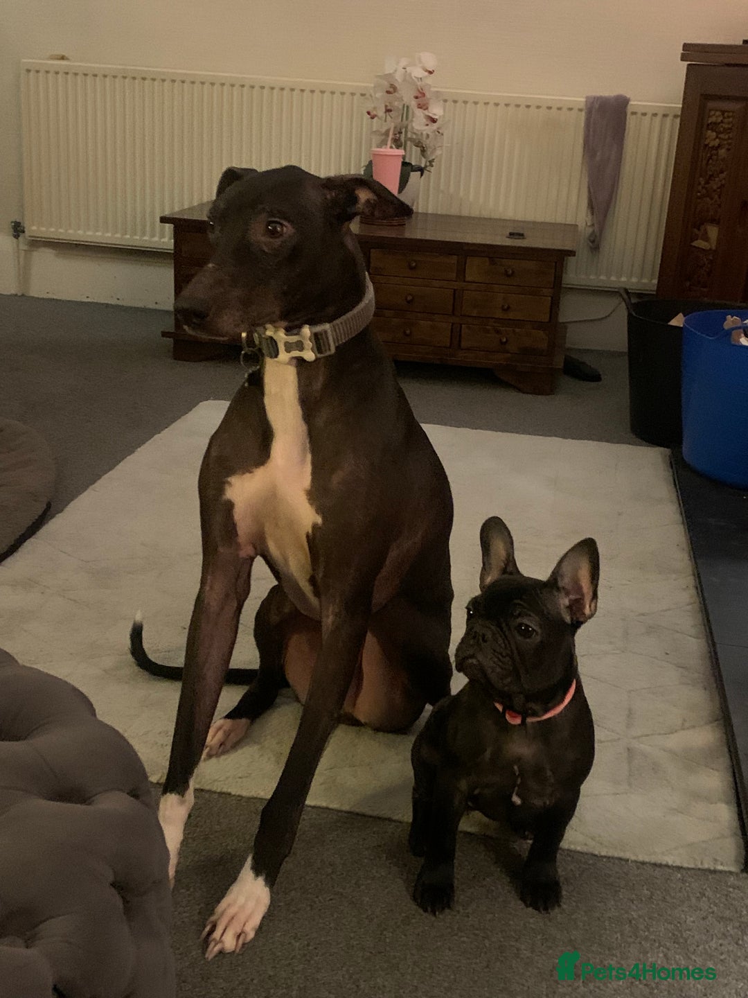 Mixed Breed dogs for sale: Greyhound Toby  - Image 1