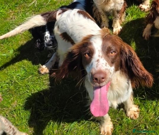 English Springer Spaniel dogs for sale: Outstanding Home Reared KC 5 ⭐️ Vetted Ready now  - Advert 2