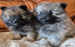 Pomeranian dogs for sale: Beautiful little pomeranians - Advert 7