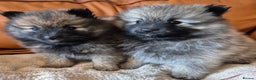 Pomeranian dogs for sale: Beautiful little pomeranians - Advert 14