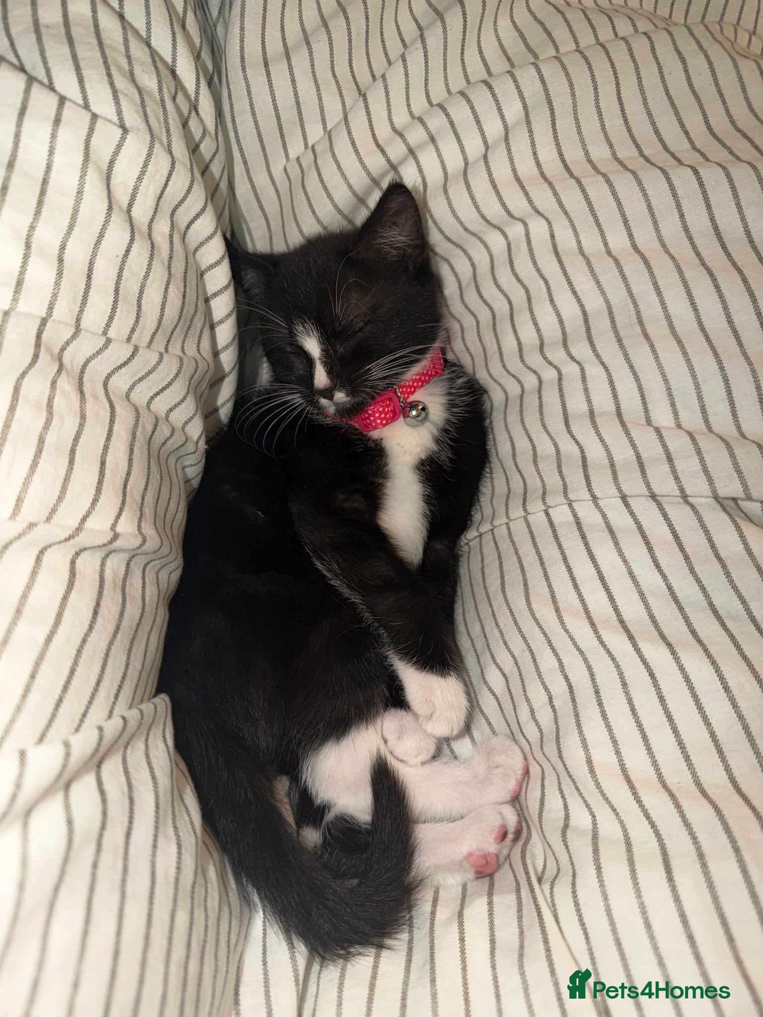 Domestic Shorthair cats Shorthair tuxedo kitten  - Advert 16