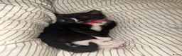 Domestic Shorthair cats for sale: Shorthair tuxedo kitten  in Wirral - Advert 1