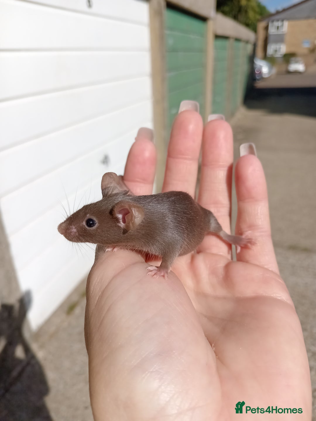 Mouse rodents for sale: Male fancy mice for sale  - Image 3