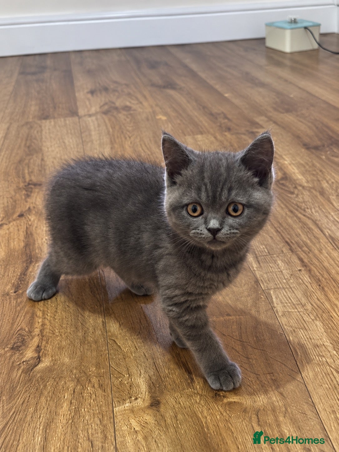 British Shorthair cats Adorable, Litter-Trained Grey Kitten - Advert 2