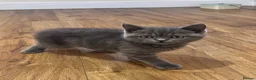 British Shorthair cats for sale: Adorable, Litter-Trained Grey Kitten - Advert 2