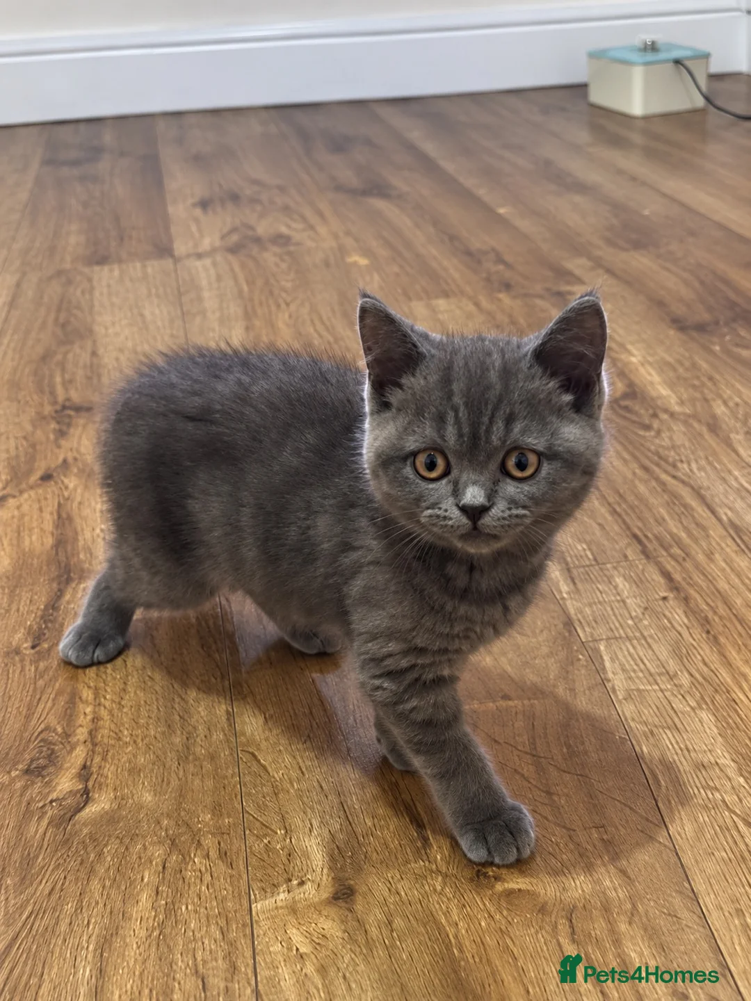 British Shorthair cats for sale: Adorable, Litter-Trained Grey Kitten - Advert 2