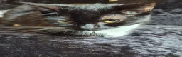 Mixed Breed cats for sale: Mixed breed cat - Advert 2