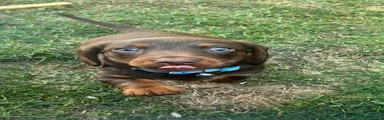 Dachshund Puppy 1