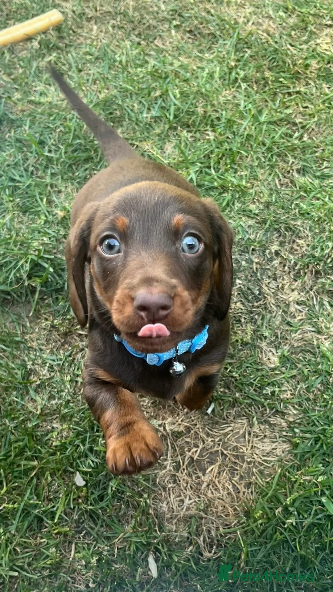 Dachshund dogs for sale: Miniature dachshund puppies for sale - Advert 1