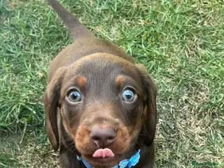 Dachshund dogs Miniature dachshund puppies for sale - Advert 1