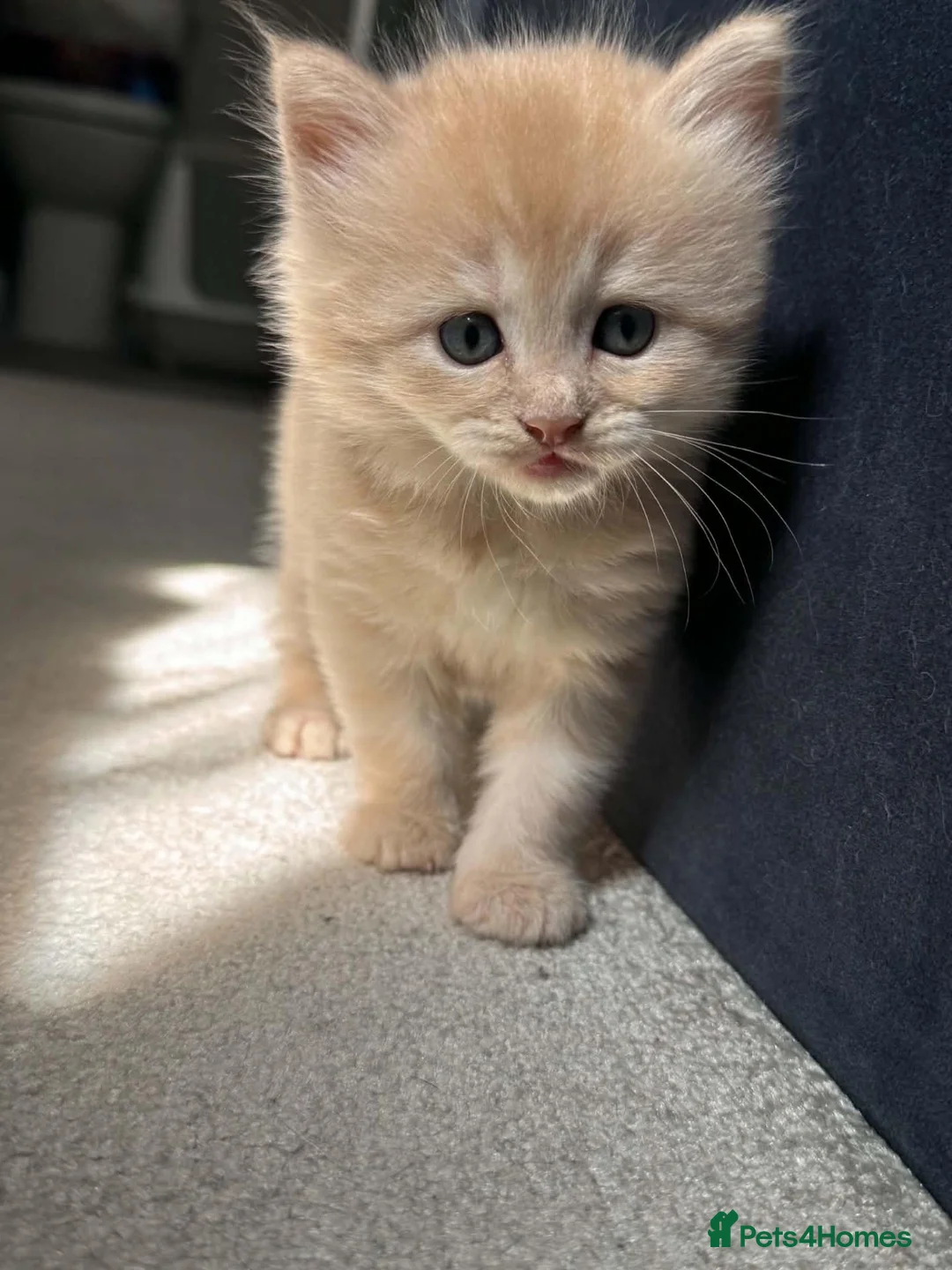 Siberian cats for sale: 4 Stunning Siberian X Norwegian Forest Kittens🐾   in Fareham - Advert 10