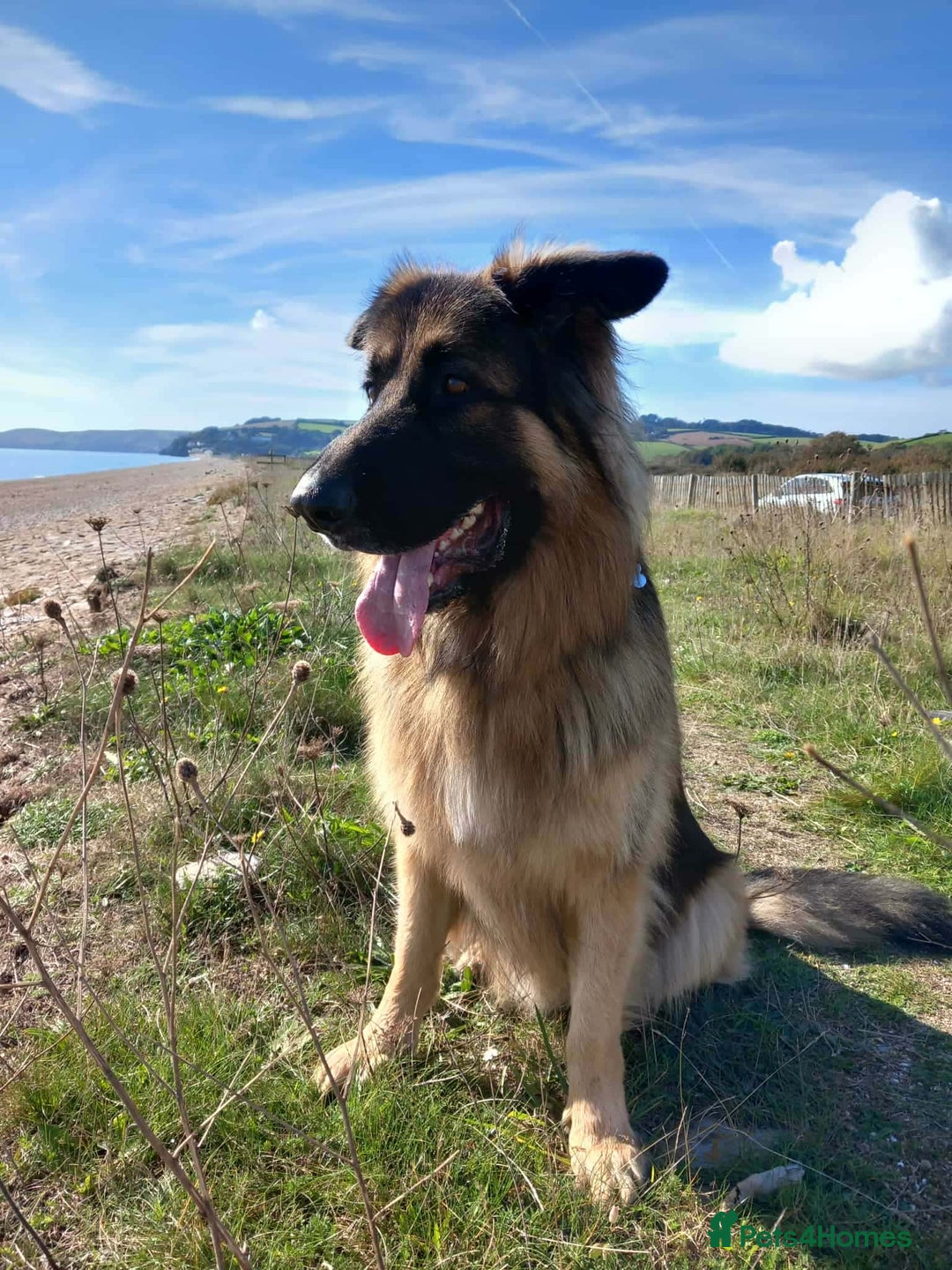 German Shepherd dogs for sale: German Shepherd 4.5 years old needing a new home  - Advert 1