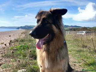 German Shepherd dogs German Shepherd 4.5 years old needing a new home - Advert 5