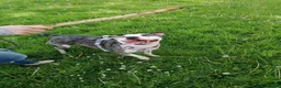 Mixed Breed dogs for adoption: ‼️ URGENT FOSTER NEEDED: LINA in Burton-on-Trent - Advert 2