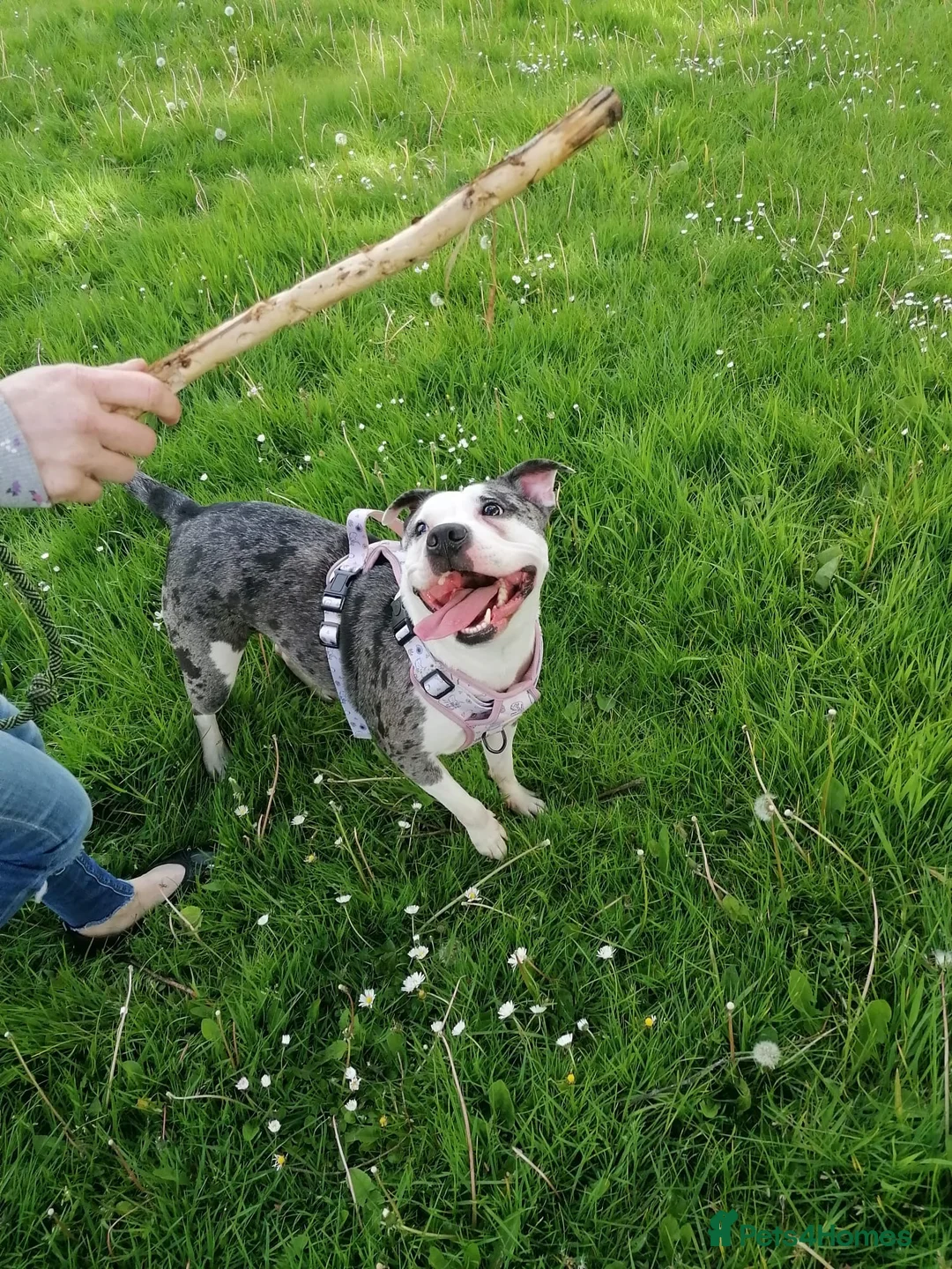 Mixed Breed dogs for adoption: ‼️ URGENT FOSTER NEEDED: LINA in Burton-on-Trent - Advert 2