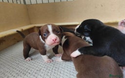 Mixed Breed dogs for sale: Olde English Bulldogge/Staffy bull Collie mix - Image 6