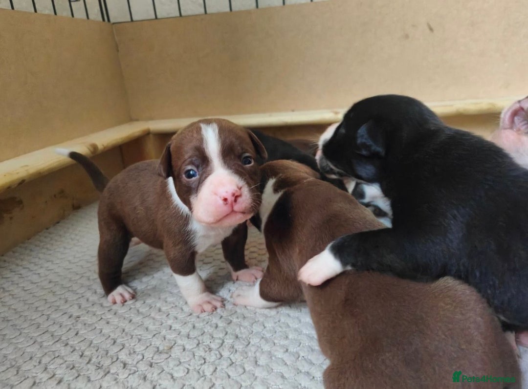 Mixed Breed dogs for sale: Olde English Bulldogge/Staffy bull Collie mix - Image 6