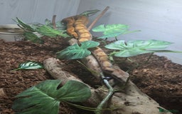 Boa Snake reptiles for sale: Central american dwarf boa constrictor  - Image 5