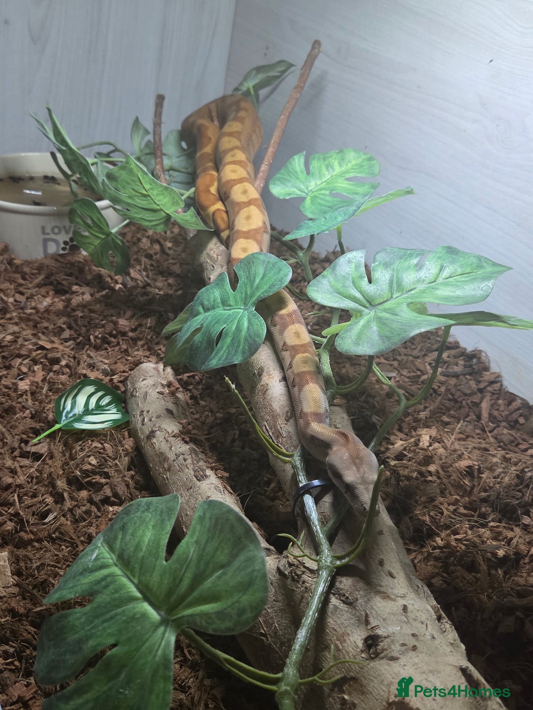 Boa Snake reptiles for sale: Central american dwarf boa constrictor  - Image 5