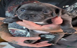 Staffordshire Bull Terrier dogs for sale: cute chunky staffies for all and🐶 - Image 4
