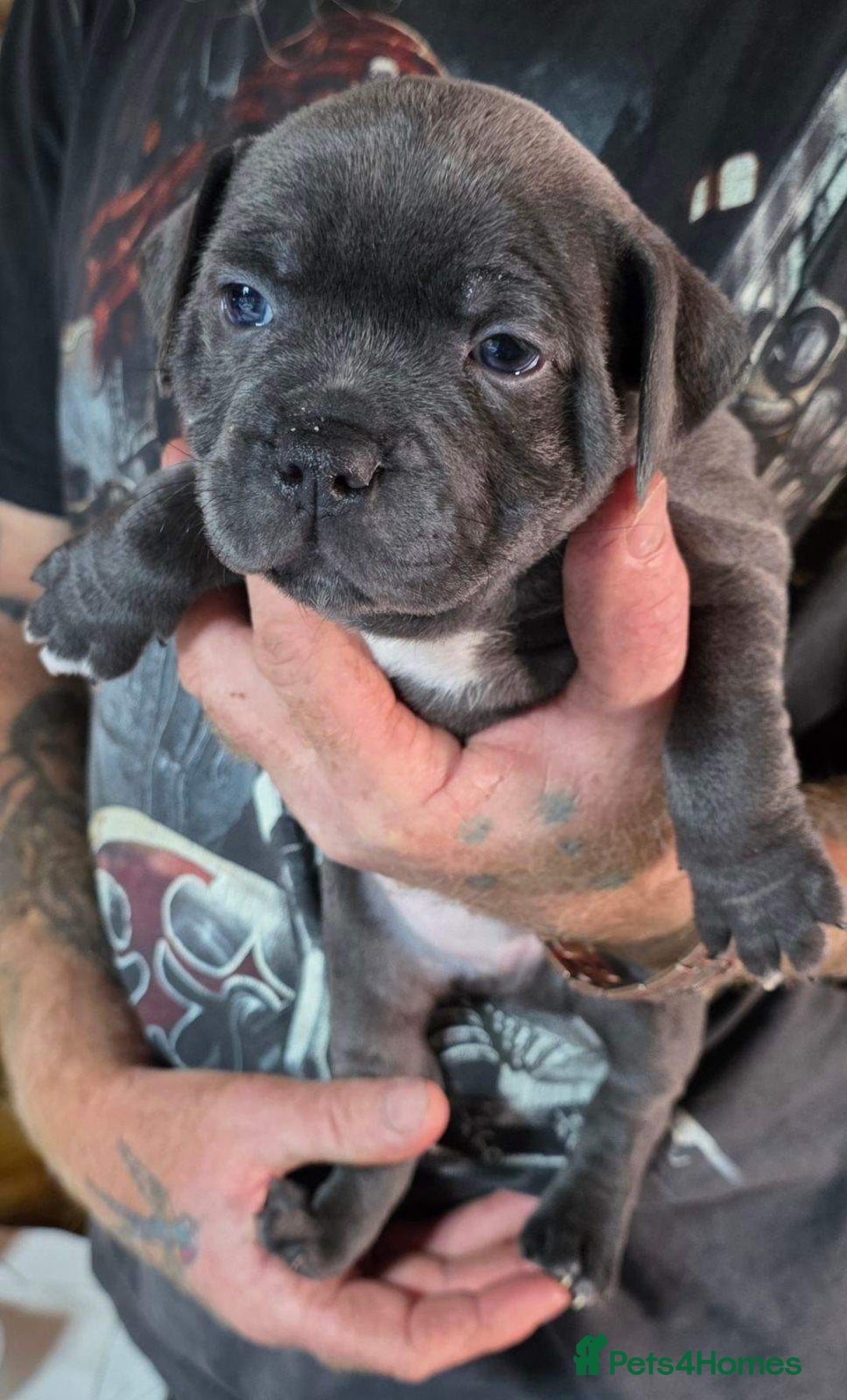 Staffordshire Bull Terrier dogs for sale: cute chunky staffies for all and🐶 - Image 4