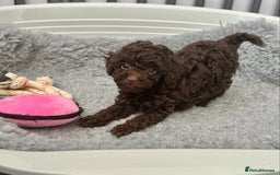 Cockapoo dogs for sale: Cockapoo puppies  - Image 11