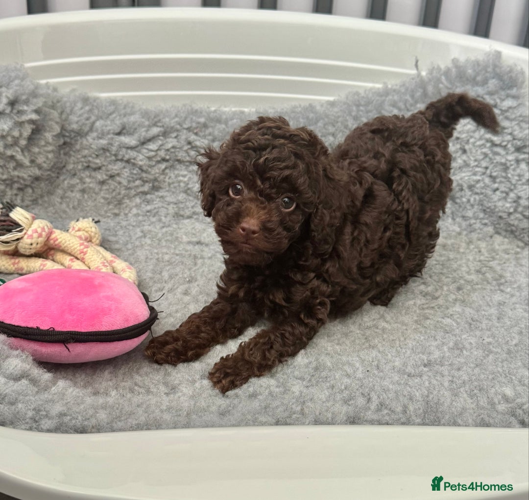 Cockapoo dogs for sale: Cockapoo puppies  - Image 11