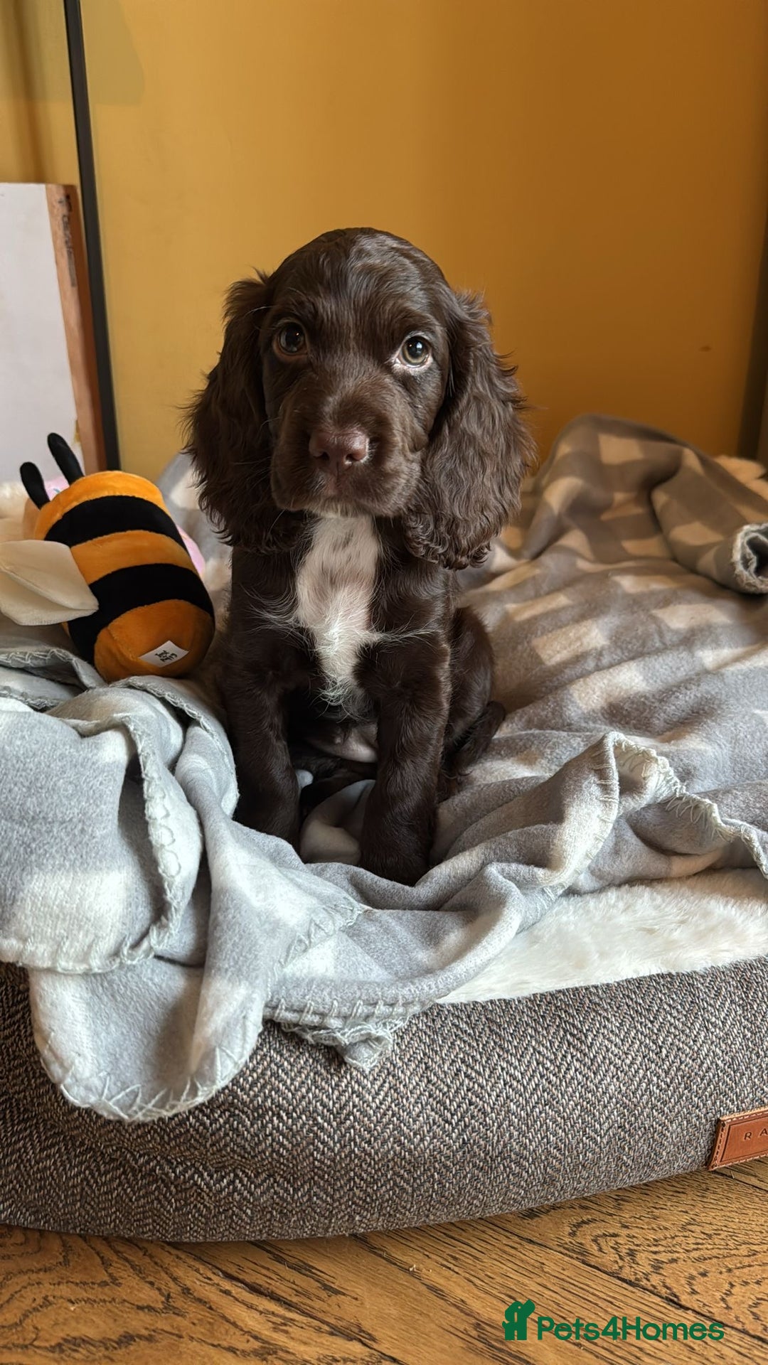 Cocker Spaniel dogs for stud: K C registered - Mr Midnight for Stud in Huddersfield - Advert 21