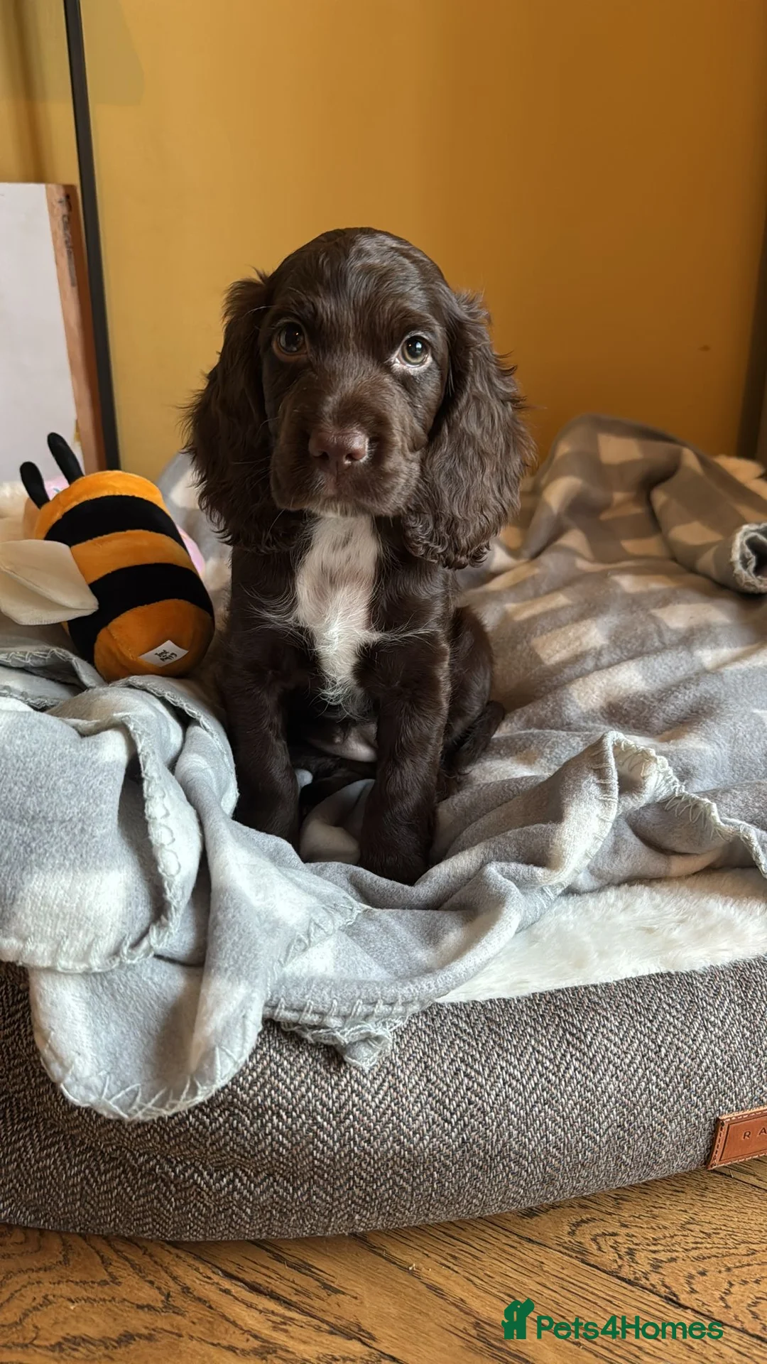 Cocker Spaniel dogs for stud: K C registered - Mr Midnight for Stud in Huddersfield - Advert 20