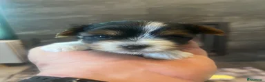 Biewer Terrier 2