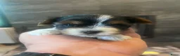 Biewer Terrier dogs for sale: 4 Pure Biewer Terrier for sale  - Advert 8