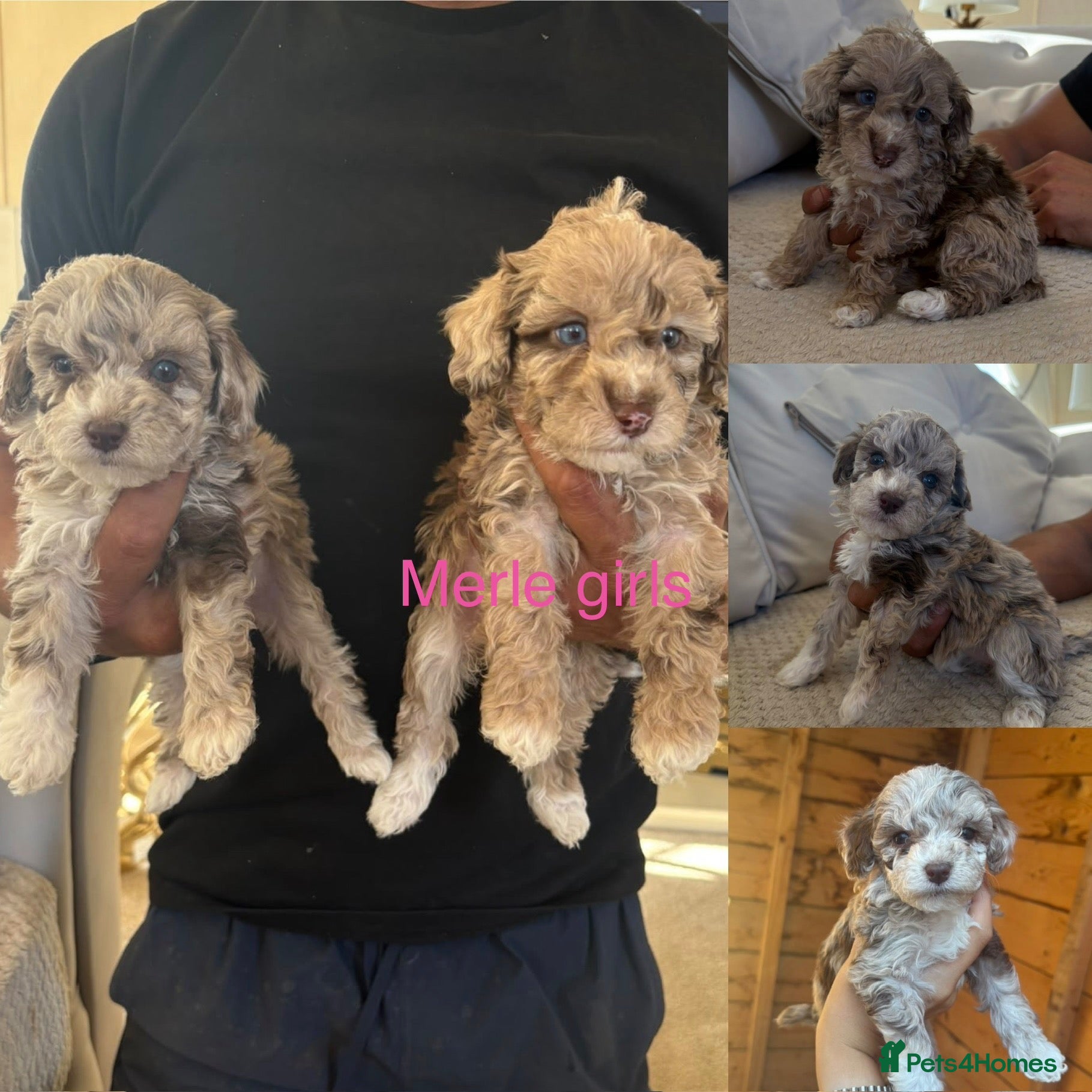 Mixed Breed dogs  Cockapoo miniature merle fb1 puppies  - Advert 1
