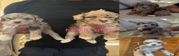 Mixed Breed dogs for sale:  Cockapoo miniature merle fb1 puppies  - Advert 1