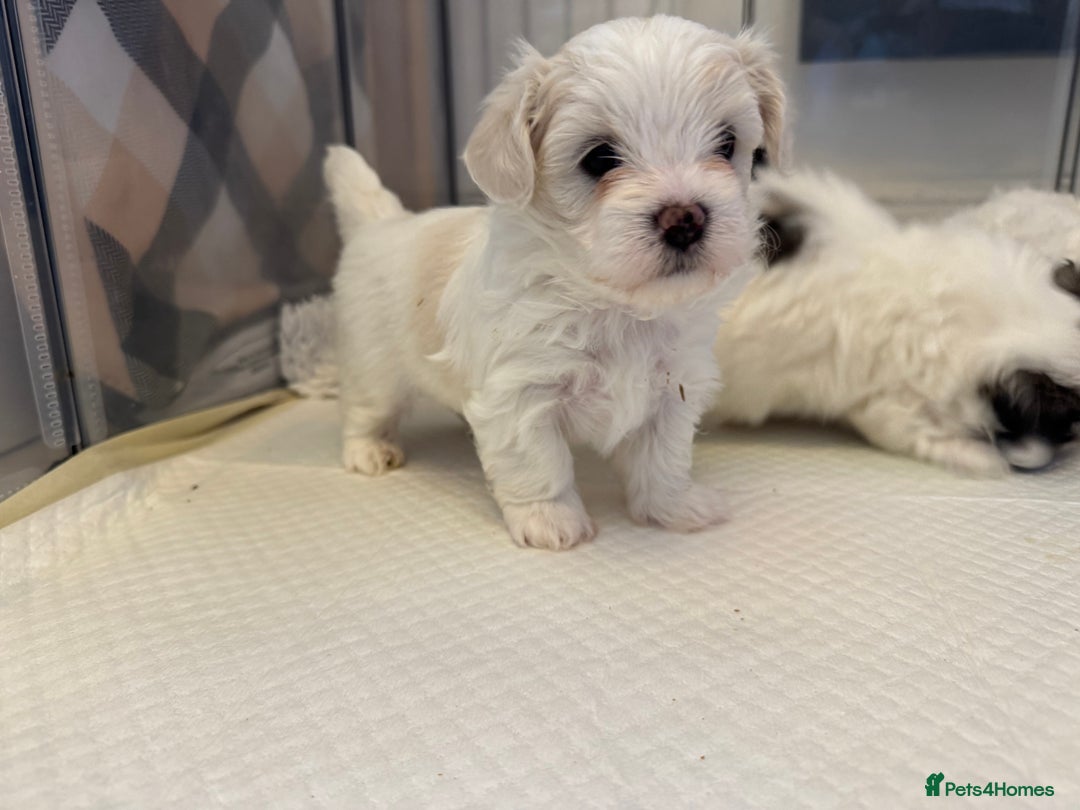Mixed Breed dogs for sale: Maltese Cross Puppies for Sale  - Image 18