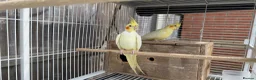 Cockatiels birds for sale: Bonded Cockatiel Pair - Advert 4