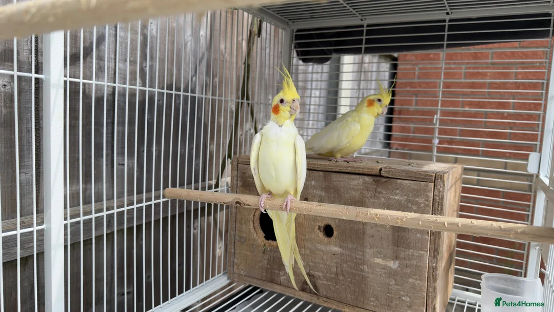 Cockatiels birds for sale: Bonded Cockatiel Pair - Advert 4