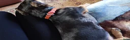 Mixed Breed dogs for sale: Jax the Airedale-Daschund  - Advert 3