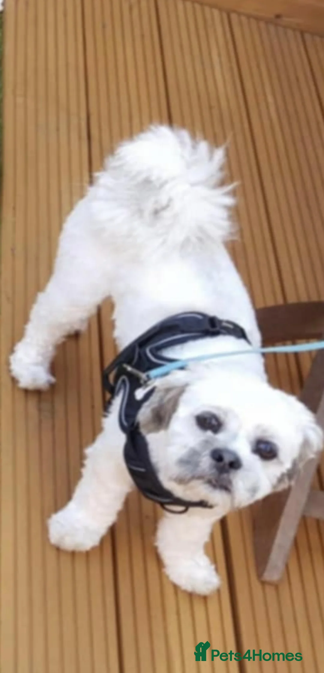 Lhasa Apso dogs for stud: Lhasa Apso in Peterborough - Advert 2