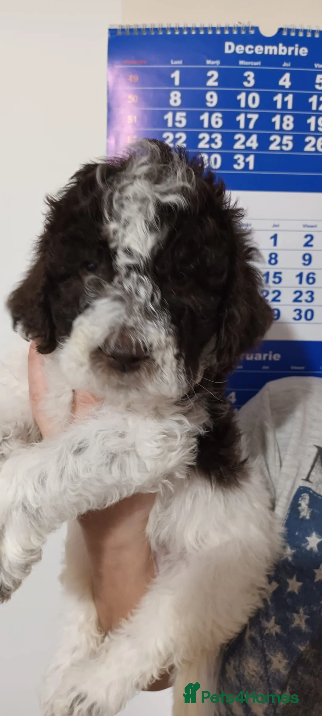 Lagotto Romagnolo dogs for sale: Lagotto Romagnolo - Advert 9